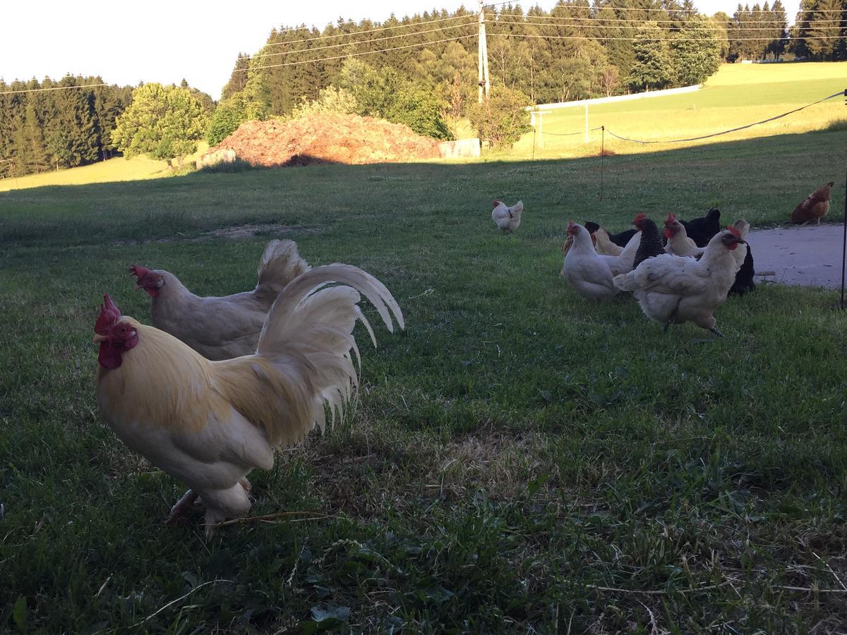 Ferienbauernhof Koller Villa Helfenberg Bagian luar foto