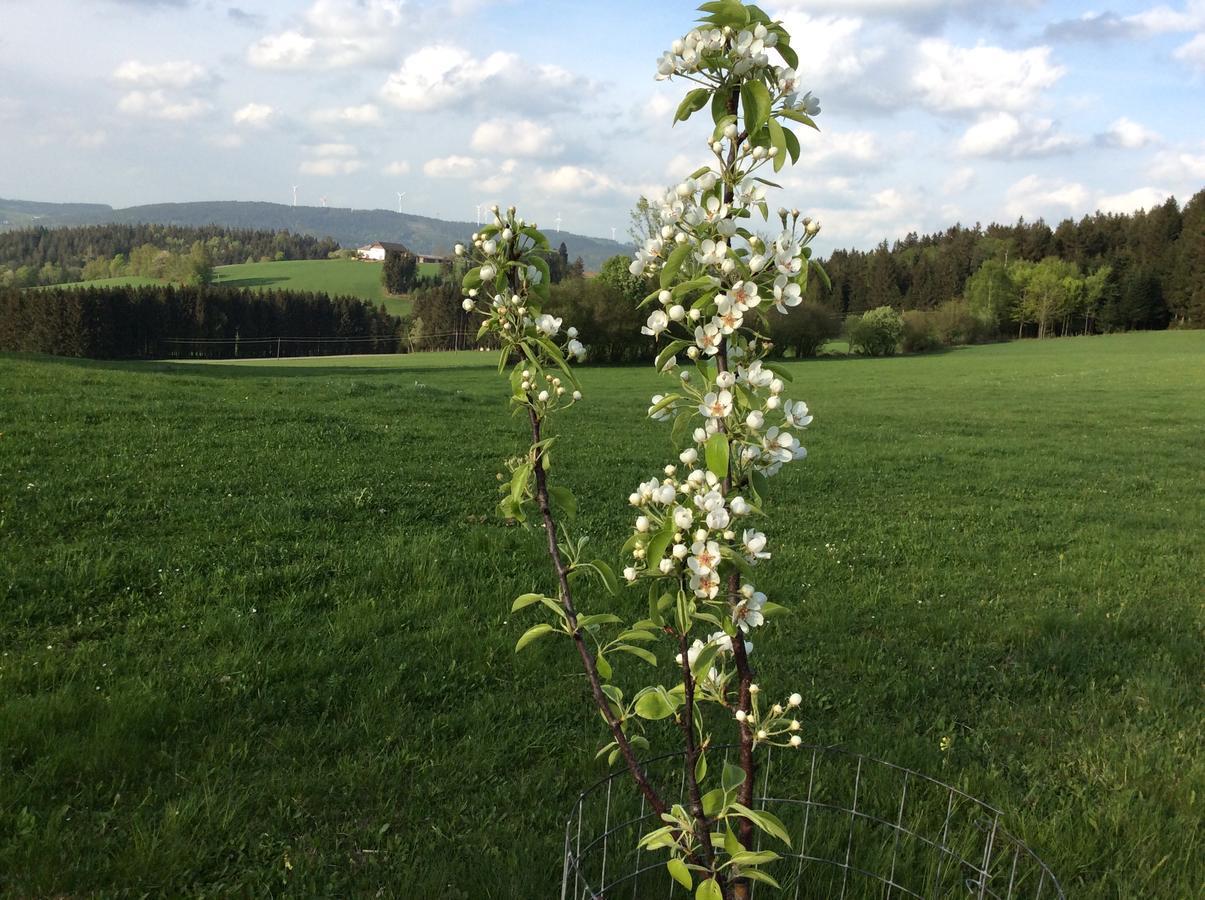 Ferienbauernhof Koller Villa Helfenberg Bagian luar foto